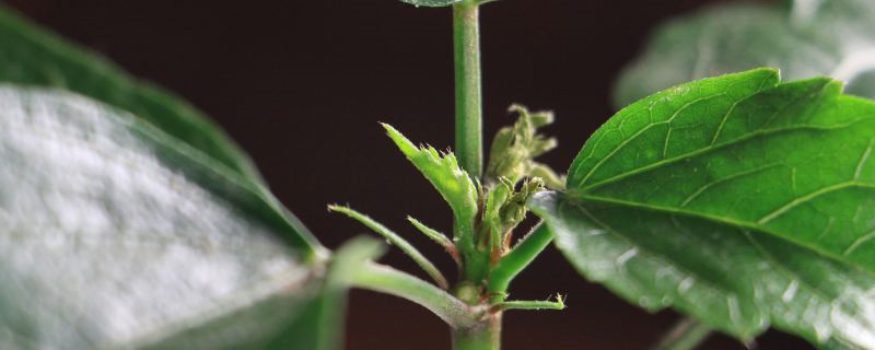 怎么让扶桑多开花,花期如何养护 怎么让扶桑多开花,花期如何养护