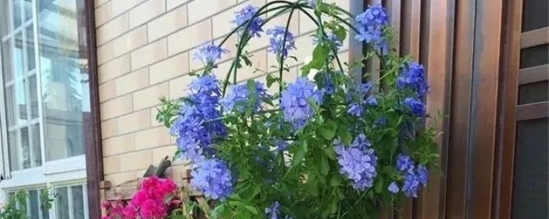 蓝雪花怎么做成棒棒糖,怎么养护 蓝雪花怎么做成棒棒糖,怎么养护