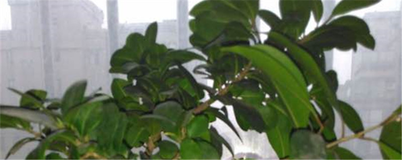 人参榕树掉叶子是怎么回事,怎么办