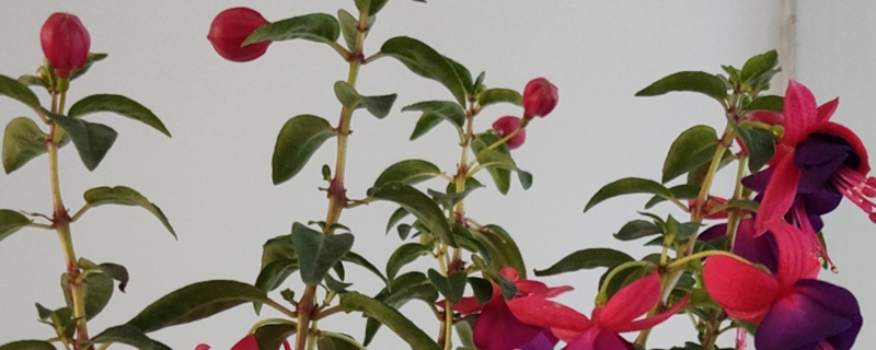 倒挂金钟掉花苞怎么回事,怎么办 倒挂金钟掉花苞怎么回事,怎么办