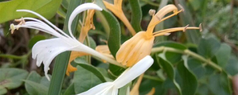 金银花黄叶的原因和处理办法 金银花黄叶的原因和处理办法