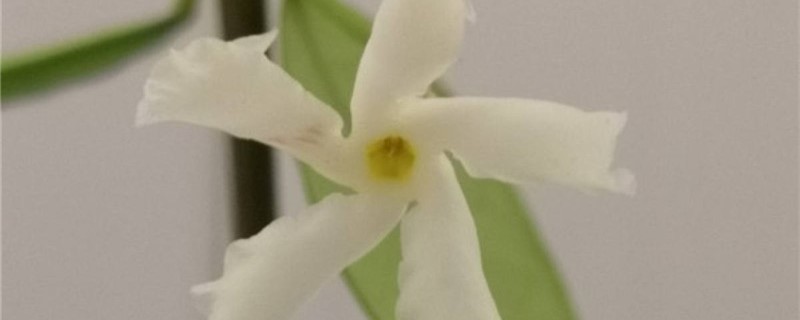 新买的风车茉莉怎么养 新买的风车茉莉怎么养