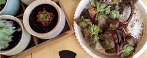 多肉用什么土养比较好，如何自制