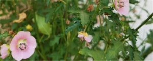 怎么让小木槿多开花，开花期怎么养