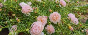 怎么让太阳花多开花，花朵小怎么回事