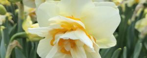 水仙花浇水正确方法，怎么施肥