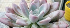 多肉奥普琳娜老桩图片，怎么变老桩