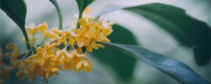 怎么让桂花长势旺盛，什么时间修剪最好