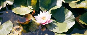 睡莲种子怎么发芽，发芽后怎么种植