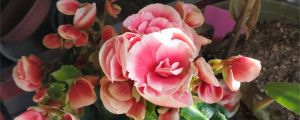 丽格海棠掉花怎么办，为什么掉花苞