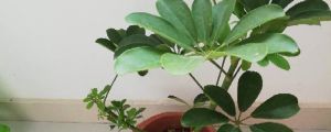 鸭掌木怎么水培，水培还是土培好