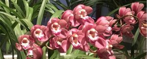 大花蕙兰花期怎么养，开花时能施肥吗