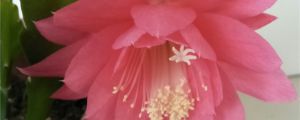 令箭荷花冬天怎么养，冬天可以修剪吗
