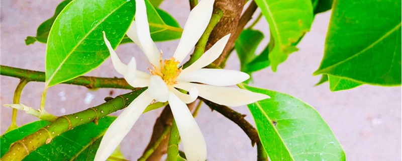 新买的白兰花怎么养 新买的白兰花怎么养