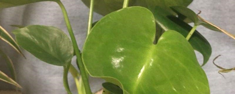 滴水观音干叶子是怎么回事 滴水观音干叶子是怎么回事