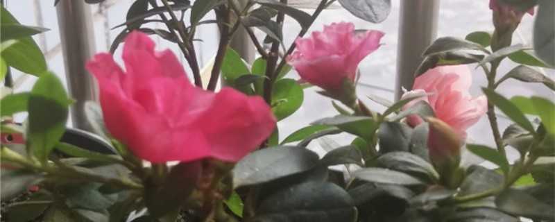 杜鹃干叶子是怎么回事 杜鹃干叶子是怎么回事