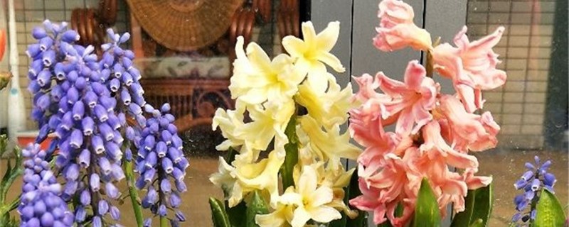 风信子干叶子是怎么回事 风信子干叶子是怎么回事