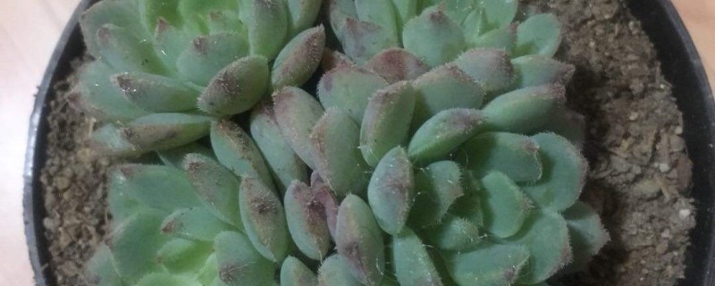 小红衣多肉怎么养,用什么盆养 小红衣多肉怎么养,用什么盆养