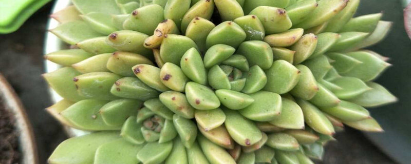 绿爪多肉怎么养,怎么繁殖 绿爪多肉怎么养,怎么繁殖