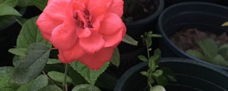 月季花冬天怎么过冬,冬天怎么剪枝 月季花冬天怎么过冬,冬天怎么剪枝