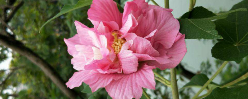 芙蓉花把叶子拿下来栽上能活吗,繁殖方法 芙蓉花把叶子拿下来栽上能活吗,繁殖方法
