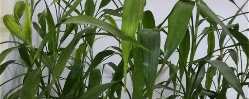 土培富贵竹怎么才能长粗,水培富贵竹怎么养才能粗壮 土培富贵竹怎么才能长粗,水培富贵竹怎么养才能粗壮