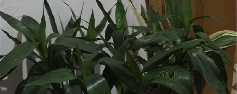 富贵竹的根须太多需要处理吗,怎么处理 富贵竹的根须太多需要处理吗,怎么处理