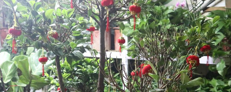 光照强烈会导致玉树叶子变黄吗,其他影响因素 光照强烈会导致玉树叶子变黄吗,其他影响因素