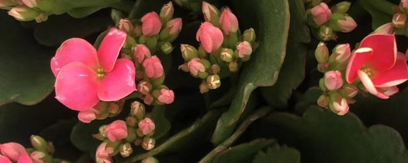 长寿花花谢后如何修剪,怎么处理 长寿花花谢后如何修剪,怎么处理