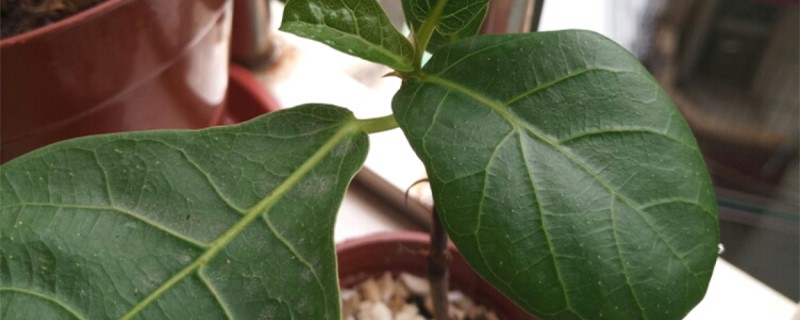 琴叶榕怎样掐顶,修剪时间 琴叶榕怎样掐顶,修剪时间