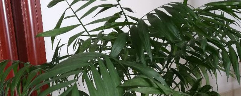新买的夏威夷椰子怎么养 新买的夏威夷椰子怎么养