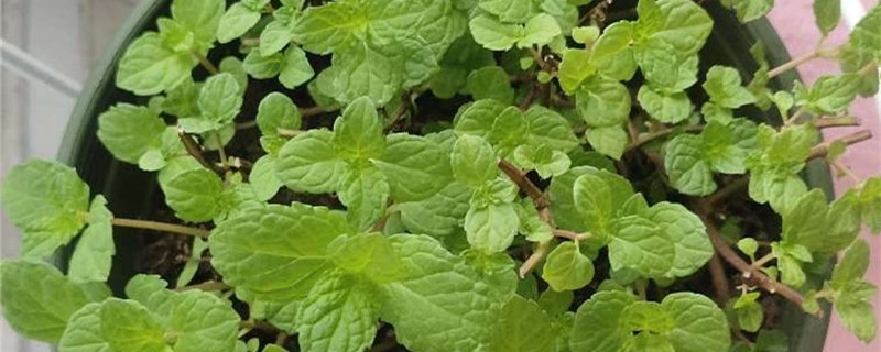薄荷施肥方法,用什么肥好 薄荷施肥方法,用什么肥好