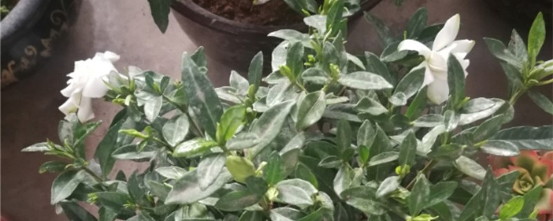 茉莉花施肥方法,用什么肥好 茉莉花施肥方法,用什么肥好