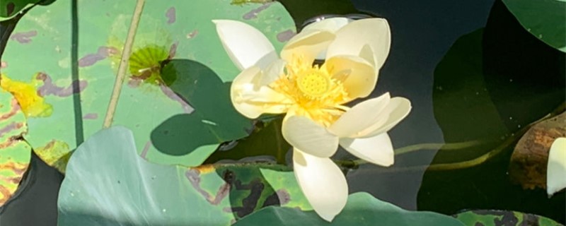 莲花施肥方法,用什么肥好 莲花施肥方法,用什么肥好