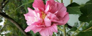 芙蓉花把叶子拿下来栽上能活吗，繁殖方法