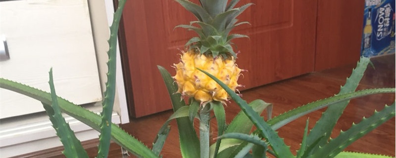 种菠萝头的方法,多久能长菠萝 种菠萝头的方法,多久能长菠萝