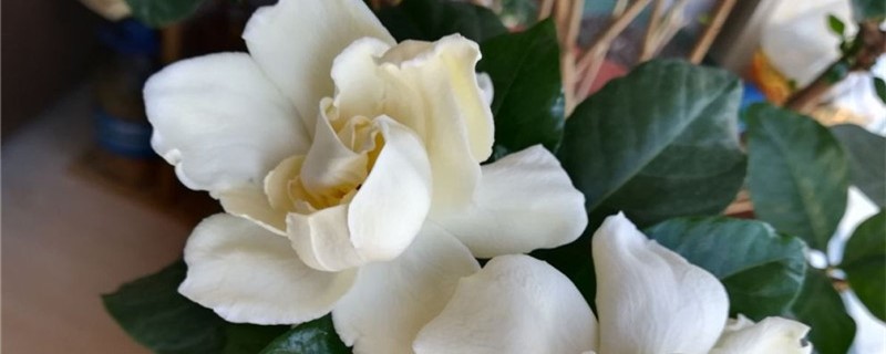 栀子花怎么养护 栀子花怎么养护