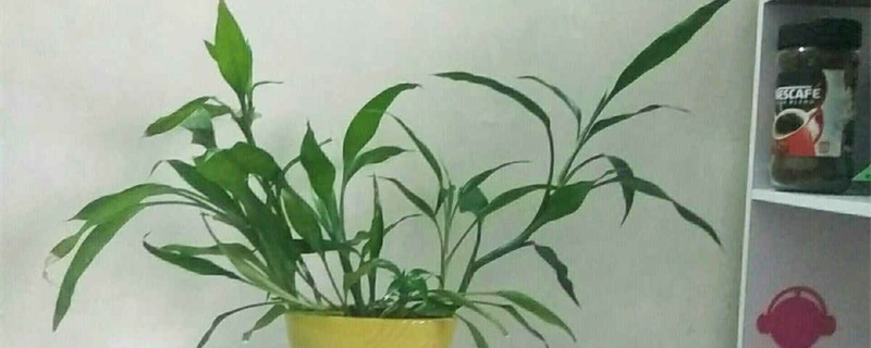 富贵竹水培怎么养殖,怎么水养肥壮 富贵竹水培怎么养殖,怎么水养肥壮