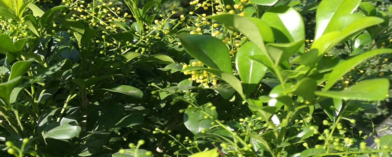 米兰花的养殖方法剪枝 米兰花的养殖方法剪枝