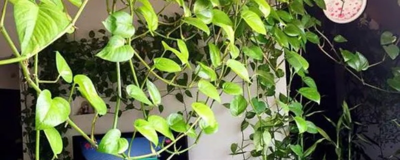 为什么绿萝突然长黄叶子? 为什么绿萝突然长黄叶子?