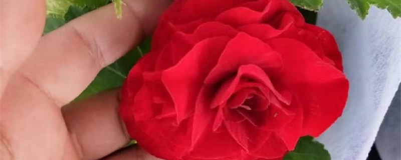 夫妻海棠的种子怎样种 夫妻海棠的种子怎样种