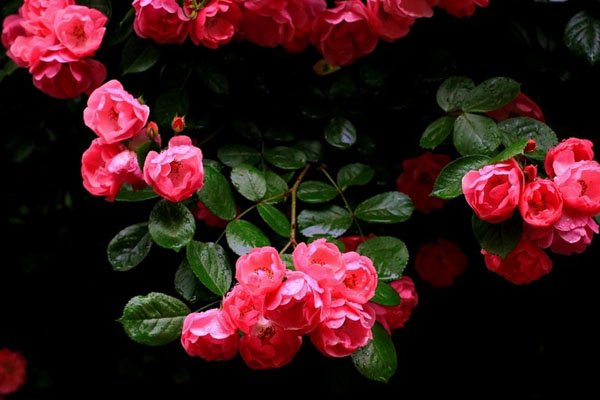 红色蔷薇花