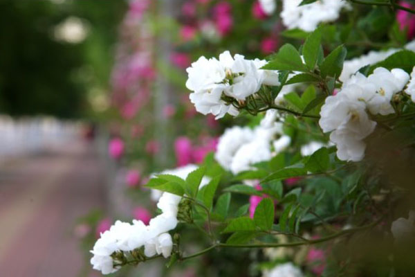 白色蔷薇花