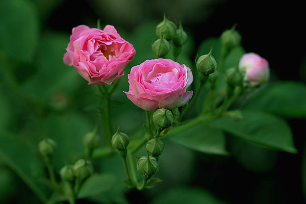 粉色蔷薇花