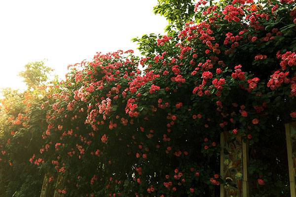 蔷薇花开初夏