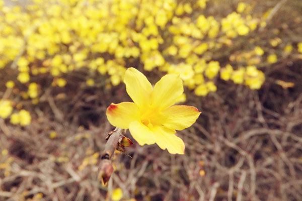一朵迎春花