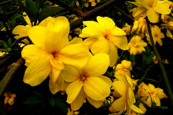 黄色迎春花