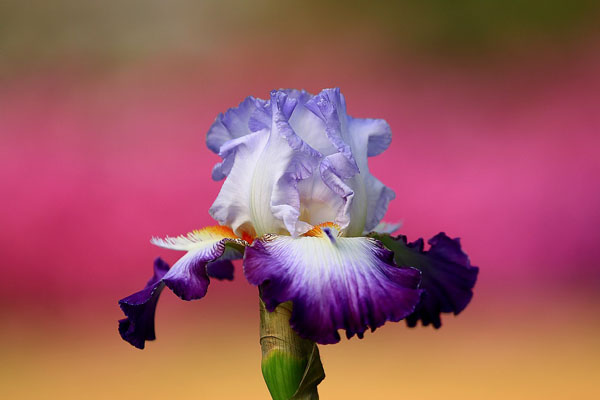 鸢尾花开