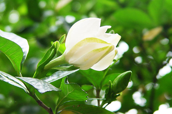 邻居家的栀子花