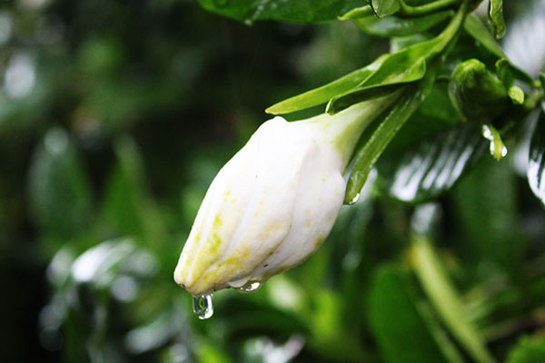 雨中栀子花